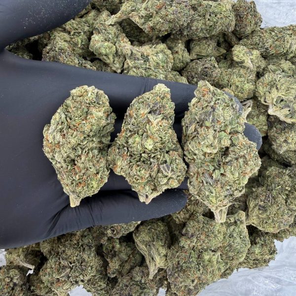 Gelato 33